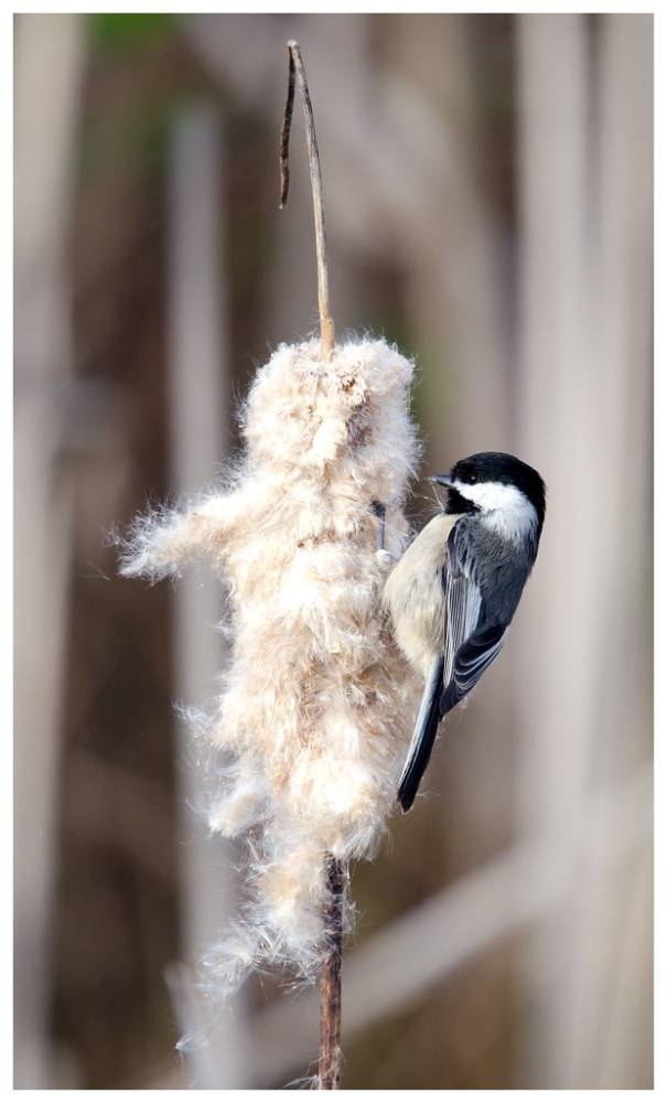 Lining the nest by Carl T. Bergstrom is licensed under CC BY 2.0